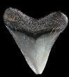 Juvenile Megalodon Tooth - South Carolina #49970-1